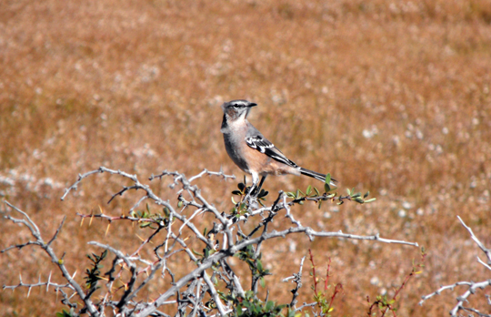 Mimus patagonicus, qui stranamente confidente e instancabile nel canto.