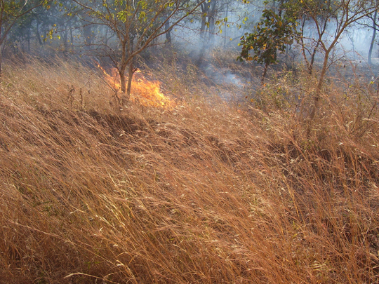 La savana ricomincia a lasciarsi bruciare.