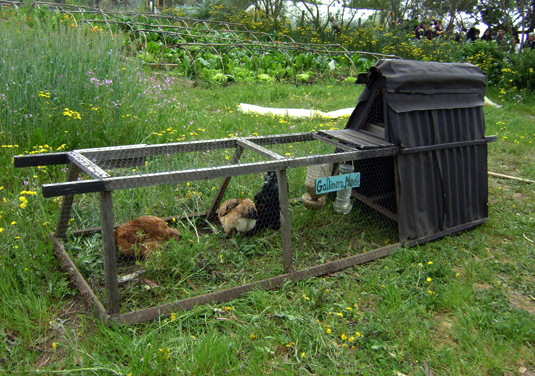 Ecco un bell'esempio di pollaio mobile, utile per chi non possiede molte galline. Questo gallinero permette anche di far mangiare agli animali erba sempre fresca senza perderli di vista.