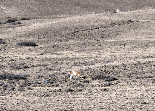 Un guanaco in un'enorme isola-vallata tra i due laghi glaciali.