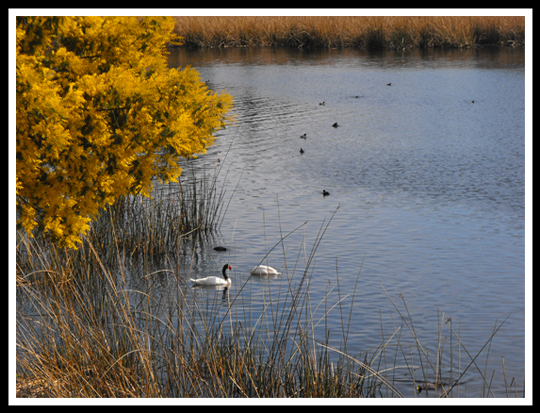 A laguna Torca tra i cigni collo nero e le mimose che cominciano a fiorire.