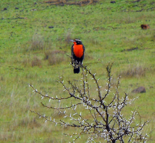 Una Loica (Sturnella loyca), con lei anche il Chile ha il suo pettirosso, il suo bel passero sanguinante. 
In un ancora verdissimo sfondo di settembre.