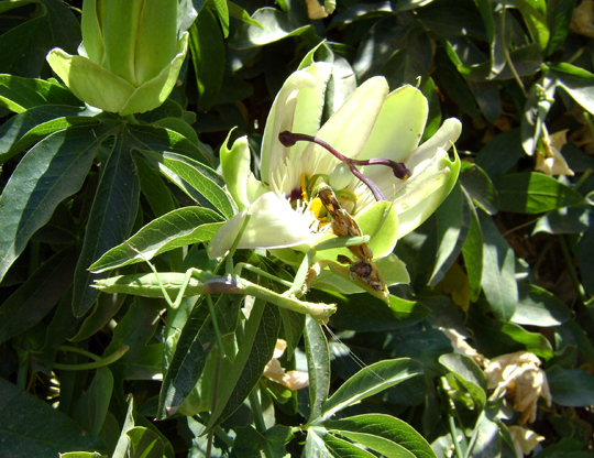 Una splendida mantide sulla passiflora, con l'assassinio appena consumato.