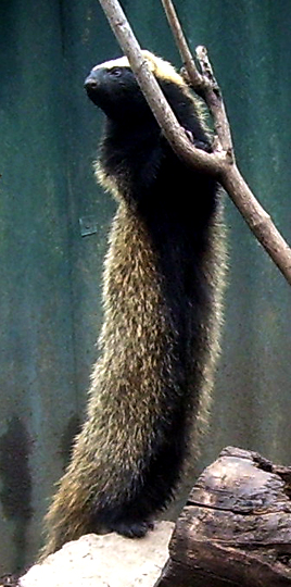 Uno dei quiques (Galictis Cuja) dello zoo di Santiago.