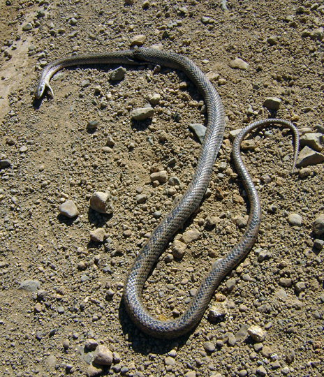 Lungo la strada  una povera culebra de cola larga (Philodryas chamissonis). Una delle due sole specie diffuse in Chile, che quindi, purtroppo, non  paese di serpenti.