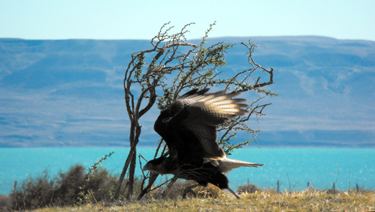 Un caracara spicca il volo.