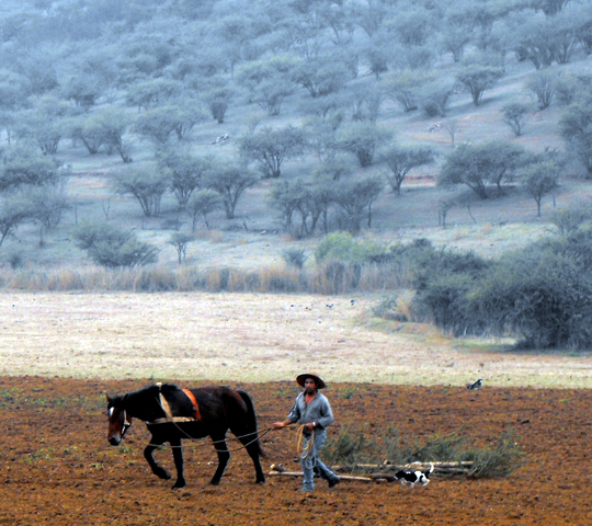 Campesino a Camarico. 